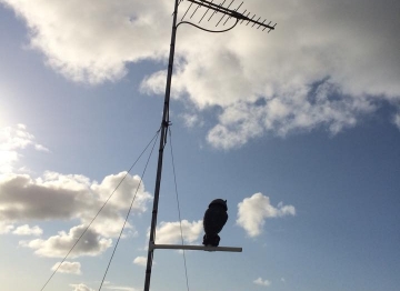 11219218_878134625613867_1421242899096868777_n